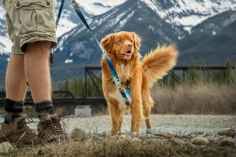 Leash for your best friend